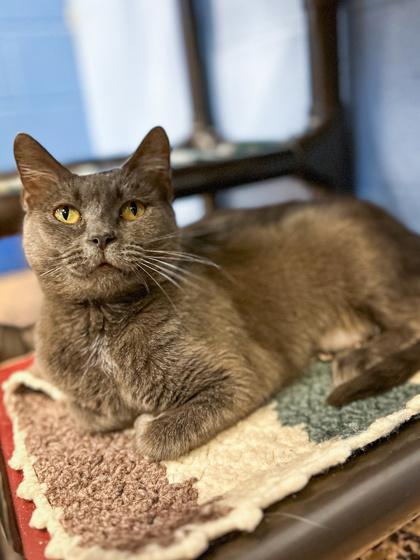 Morticia, Adoptable, Adult Female Domestic Short Hair & Domestic Short Hair.