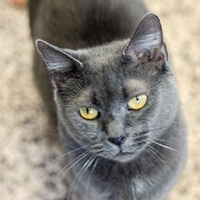Morticia, Adoptable, Adult Female Domestic Short Hair & Domestic Short Hair.