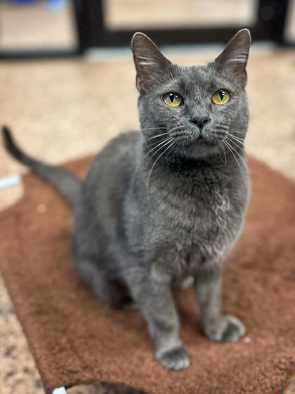 Enlarge Morticia, a Adoptable mixed breed in Jamestown, NY image 2/3