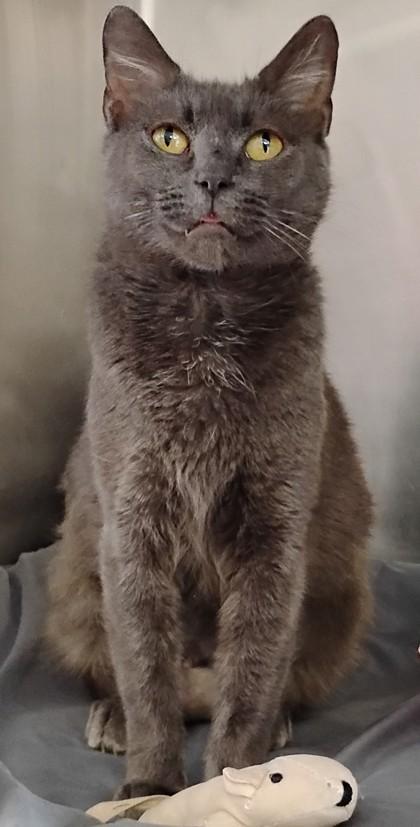 Morticia, Adoptable, Adult Female Domestic Short Hair & Domestic Short Hair.