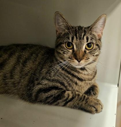 Nevermore, a Adoptable Domestic Short Hair in Phoenix, AZ image 1/3