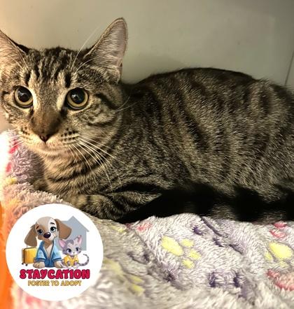 Nevermore, a Adoptable Domestic Short Hair in Phoenix, AZ image 2/3