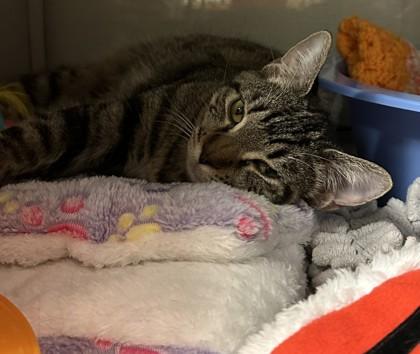 Nevermore, a Adoptable Domestic Short Hair in Phoenix, AZ image 3/3