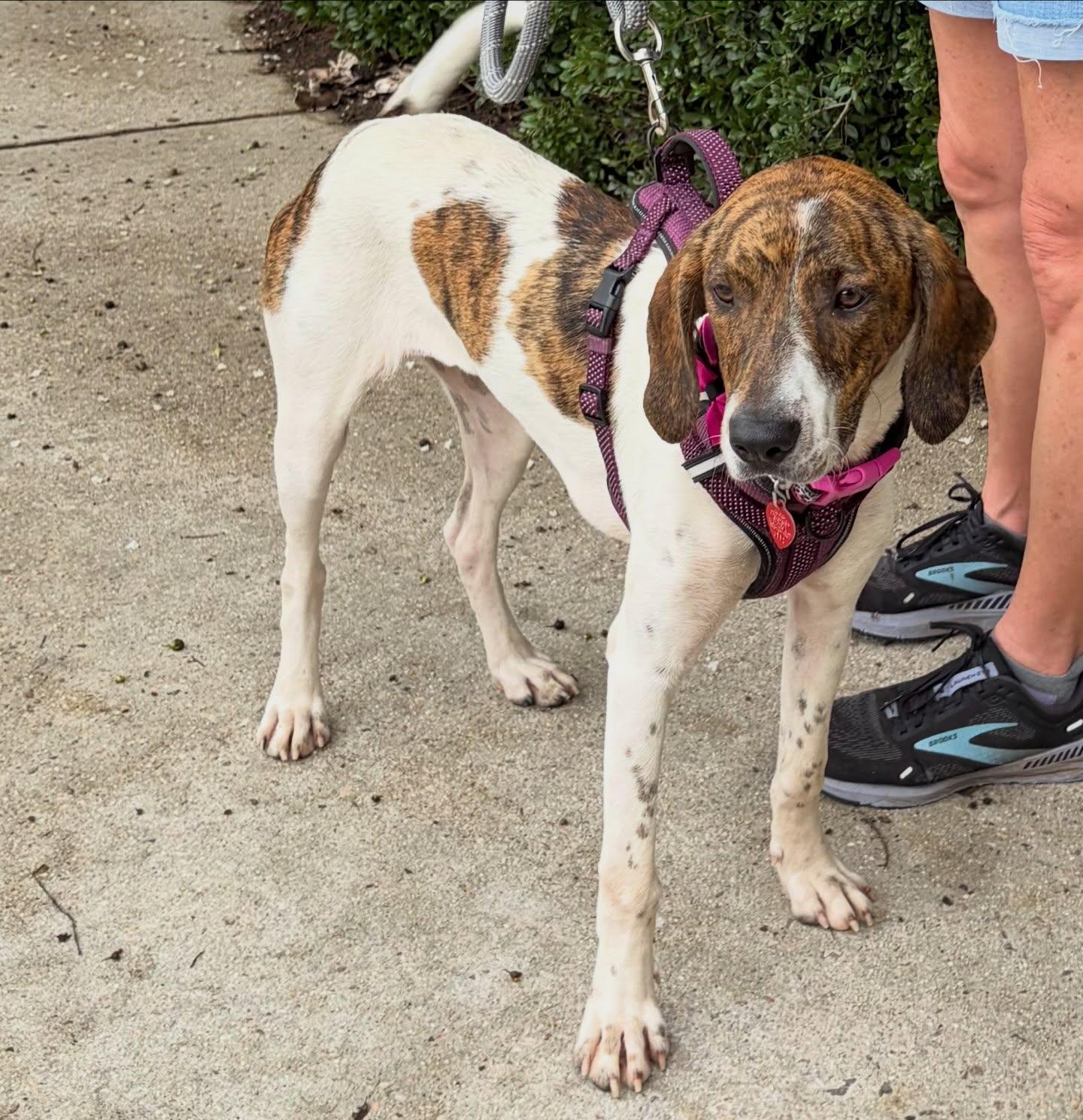 Jamey, a ADOPTABLE mixed breed in Raleigh, NC image 3/4