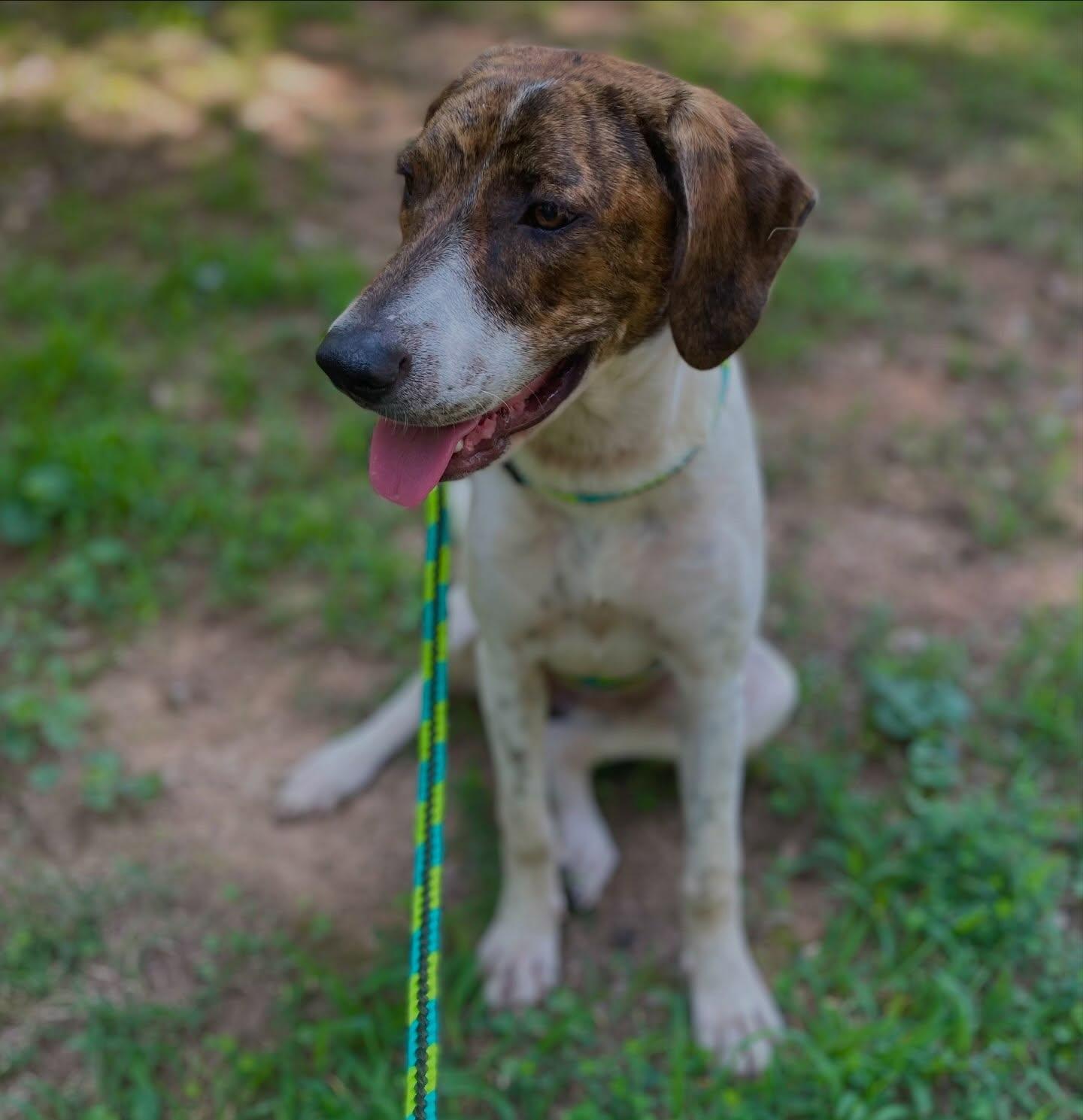 Jamey, a ADOPTABLE mixed breed in Raleigh, NC image 2/4