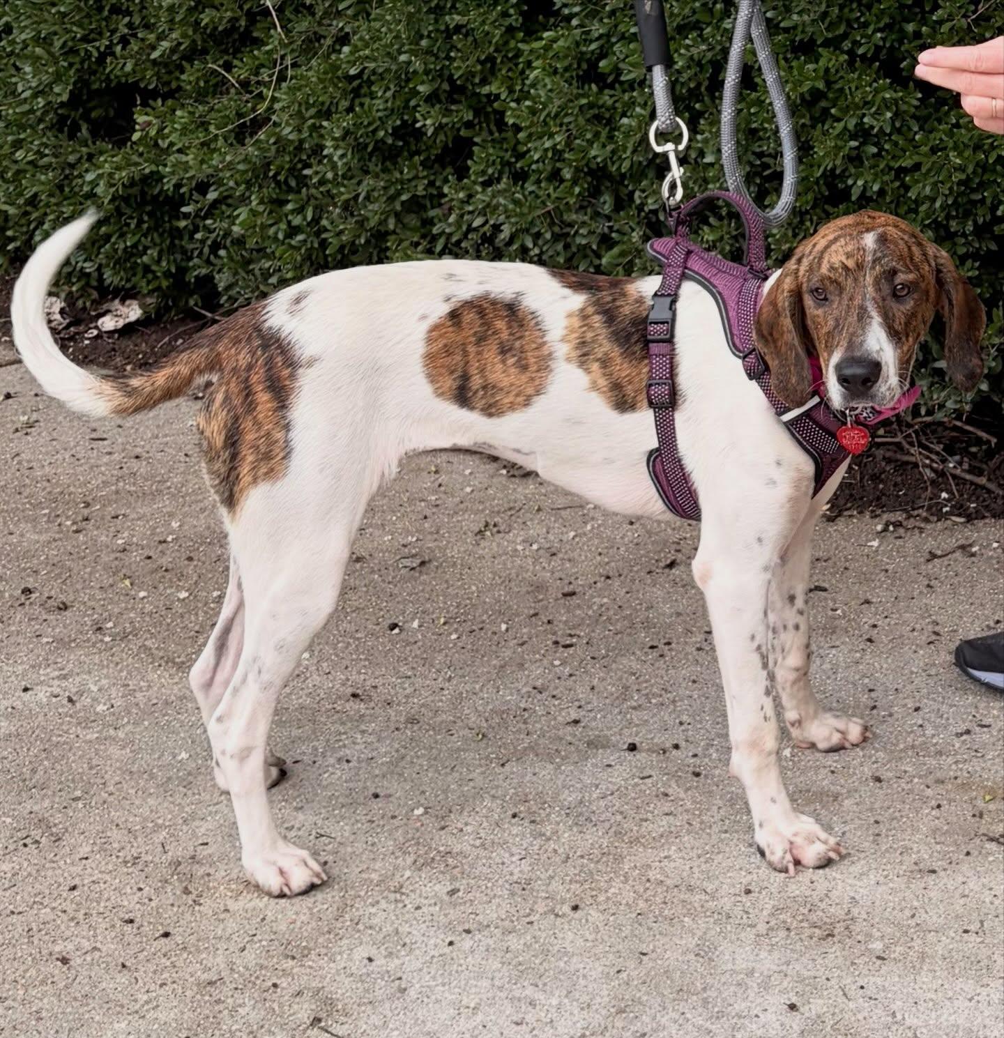 Enlarge Jamey, a Adoptable mixed breed in Raleigh, NC image 5/6