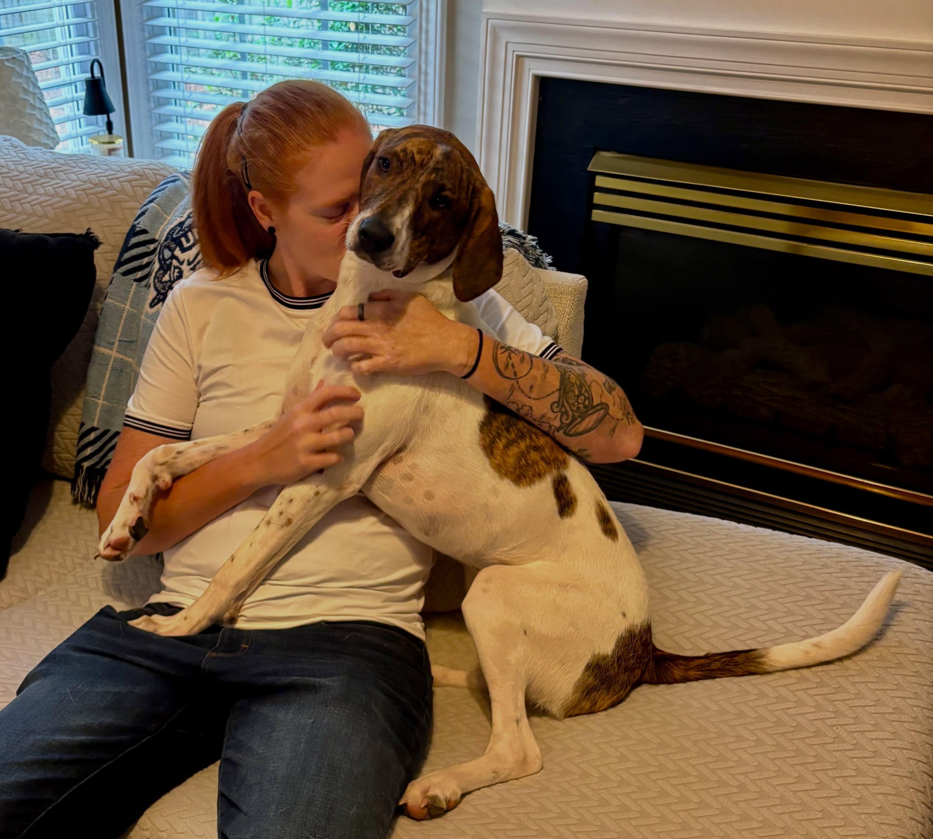 Jamey, Adoptable, Adult Female Plott Hound & Pointer.