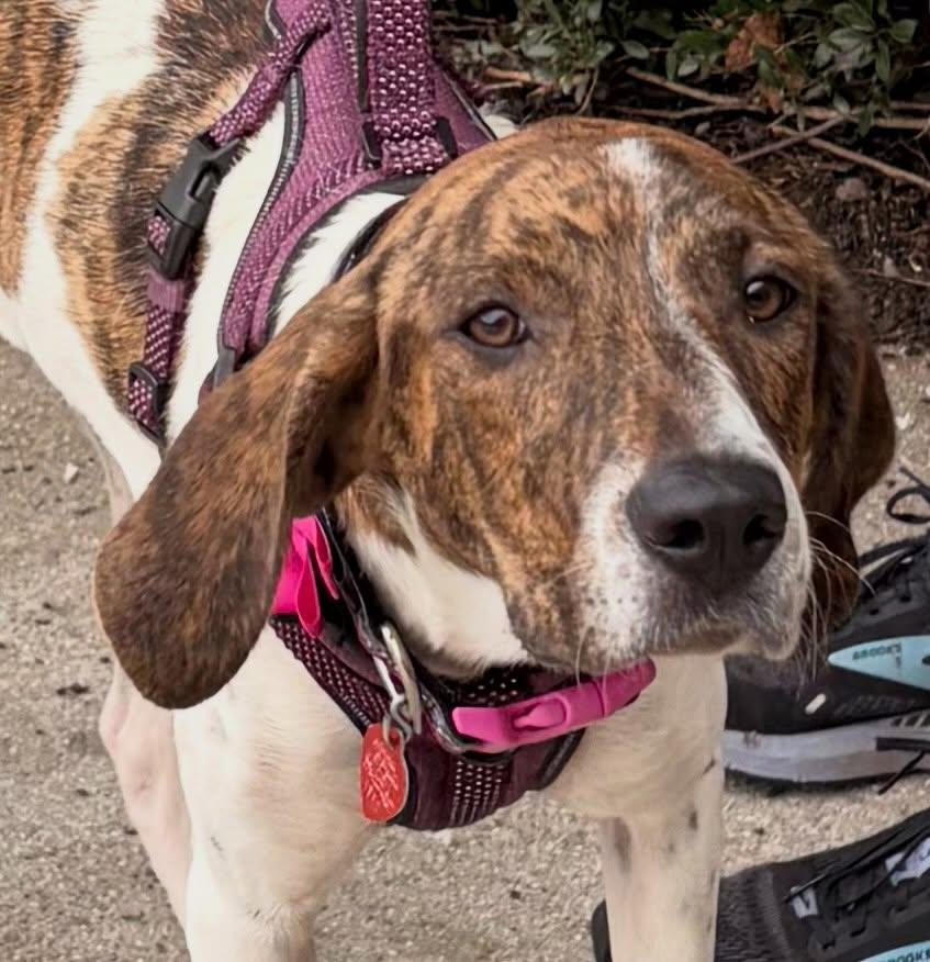 Jamey, ADOPTABLE, Young Female Hound & Pointer.