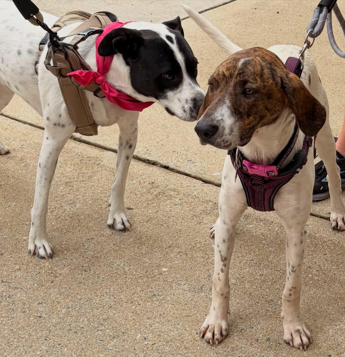 Jamey, a ADOPTABLE mixed breed in Raleigh, NC image 4/4