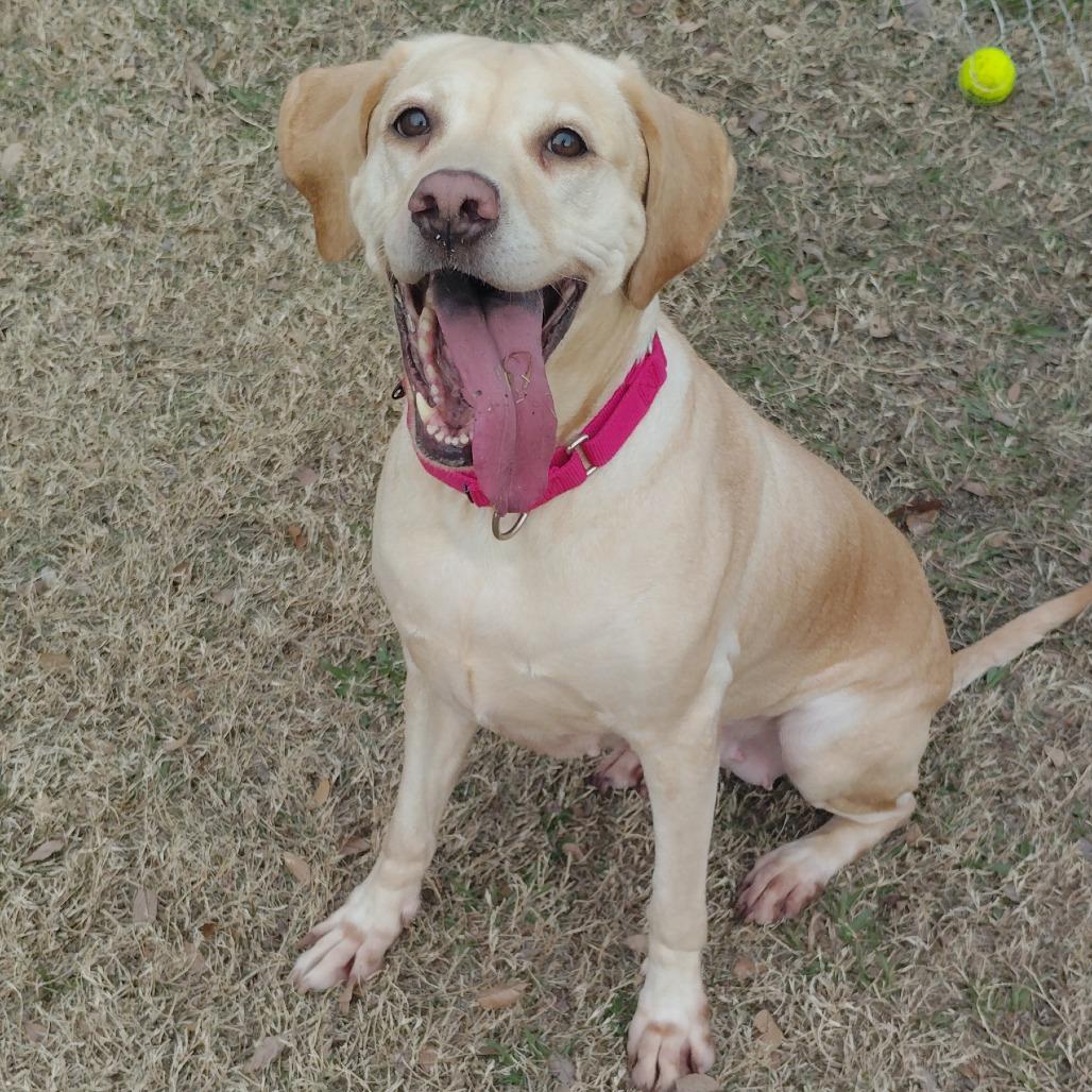 Stella, Adoptable, Adult Female Labrador Retriever.
