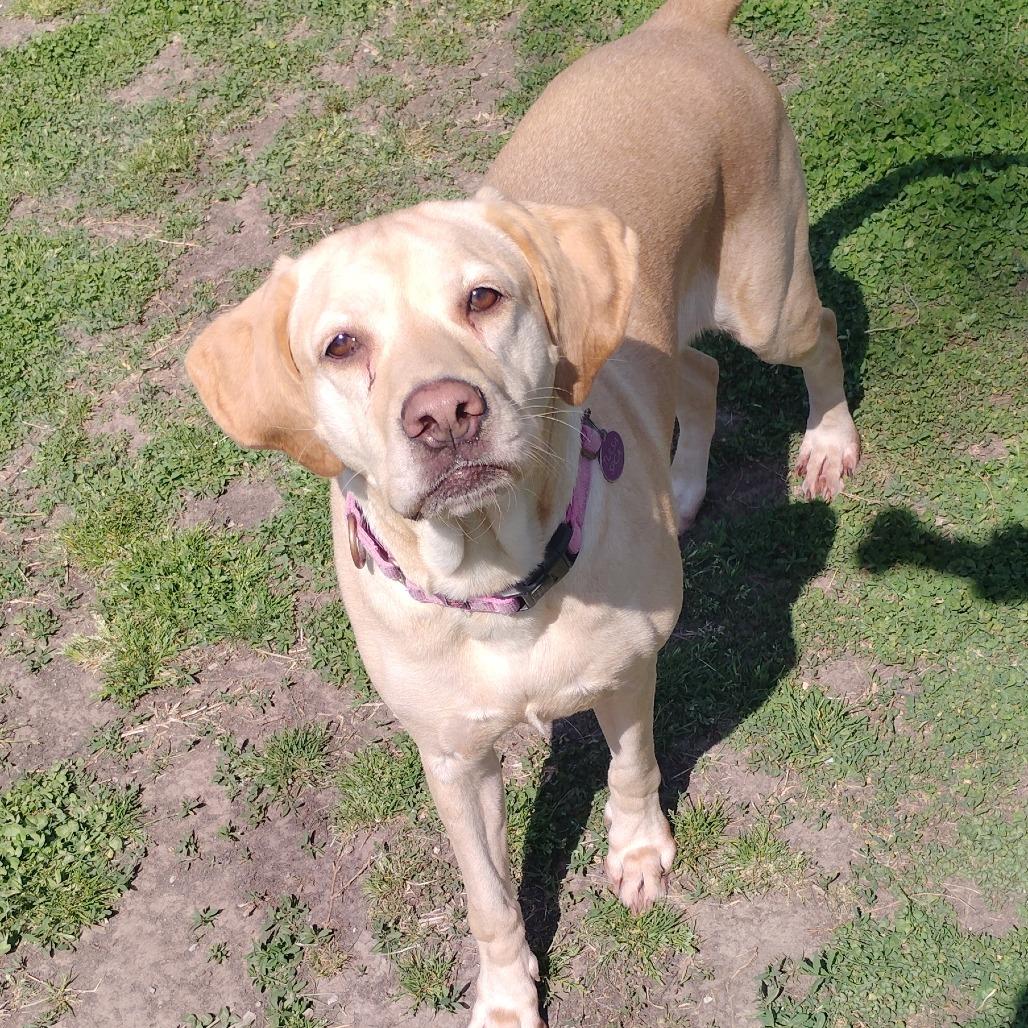 Enlarge Stella, a Adoptable mixed breed in Tulsa, OK image 2/6