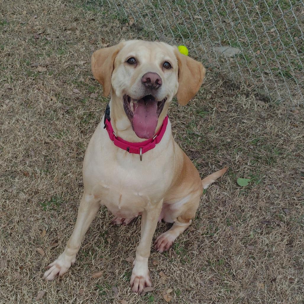 Enlarge Stella, a Adoptable mixed breed in Tulsa, OK image 5/6