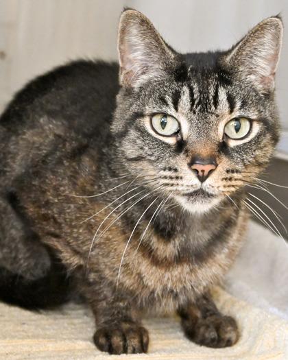 Enlarge Freyja, a Adoptable Domestic Short Hair in West Seneca, NY image 1/3
