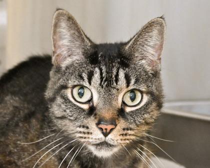 Enlarge Freyja, a Adoptable Domestic Short Hair in West Seneca, NY image 2/3