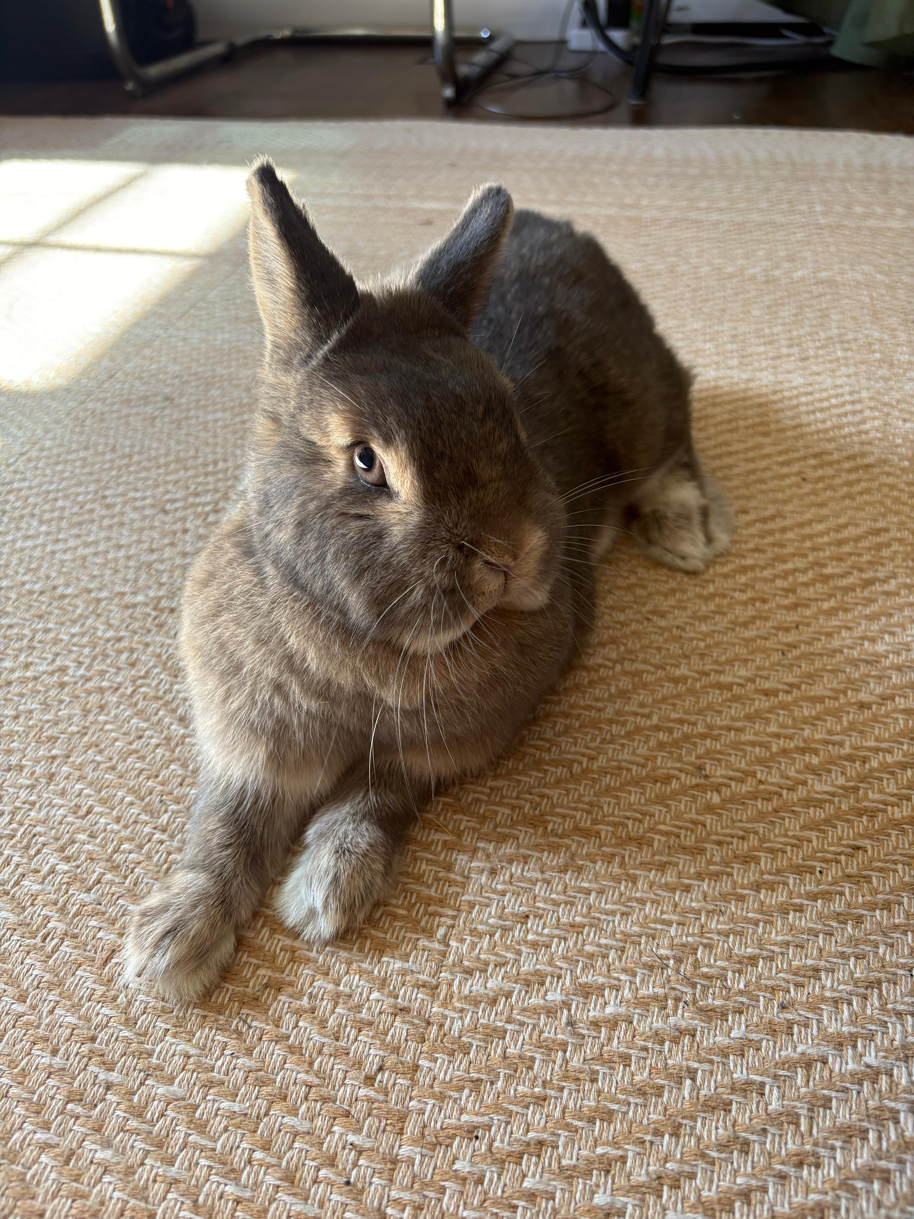Maggie Mae, ADOPTABLE, Adult Female Netherland Dwarf.