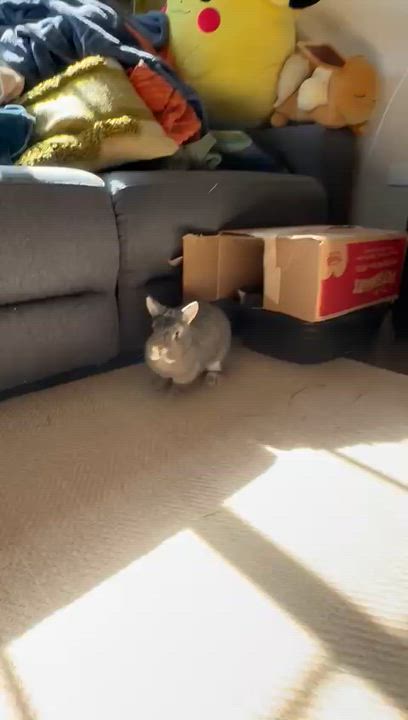 Enlarge Maggie Mae, a ADOPTABLE Netherland Dwarf in Livermore, CA video 2/2
