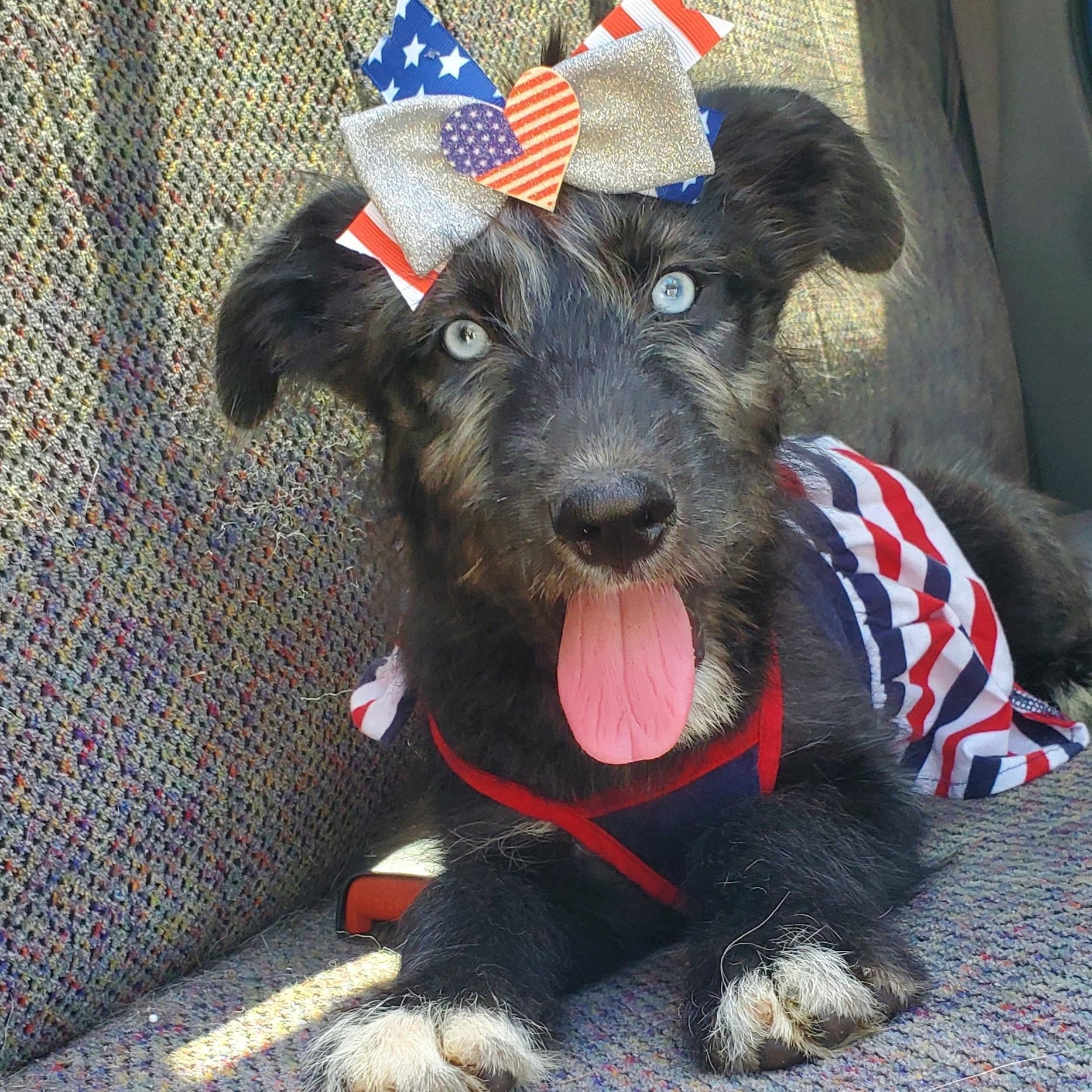 Sienna, Adoptable, Puppy Female Poodle & Mixed Breed.