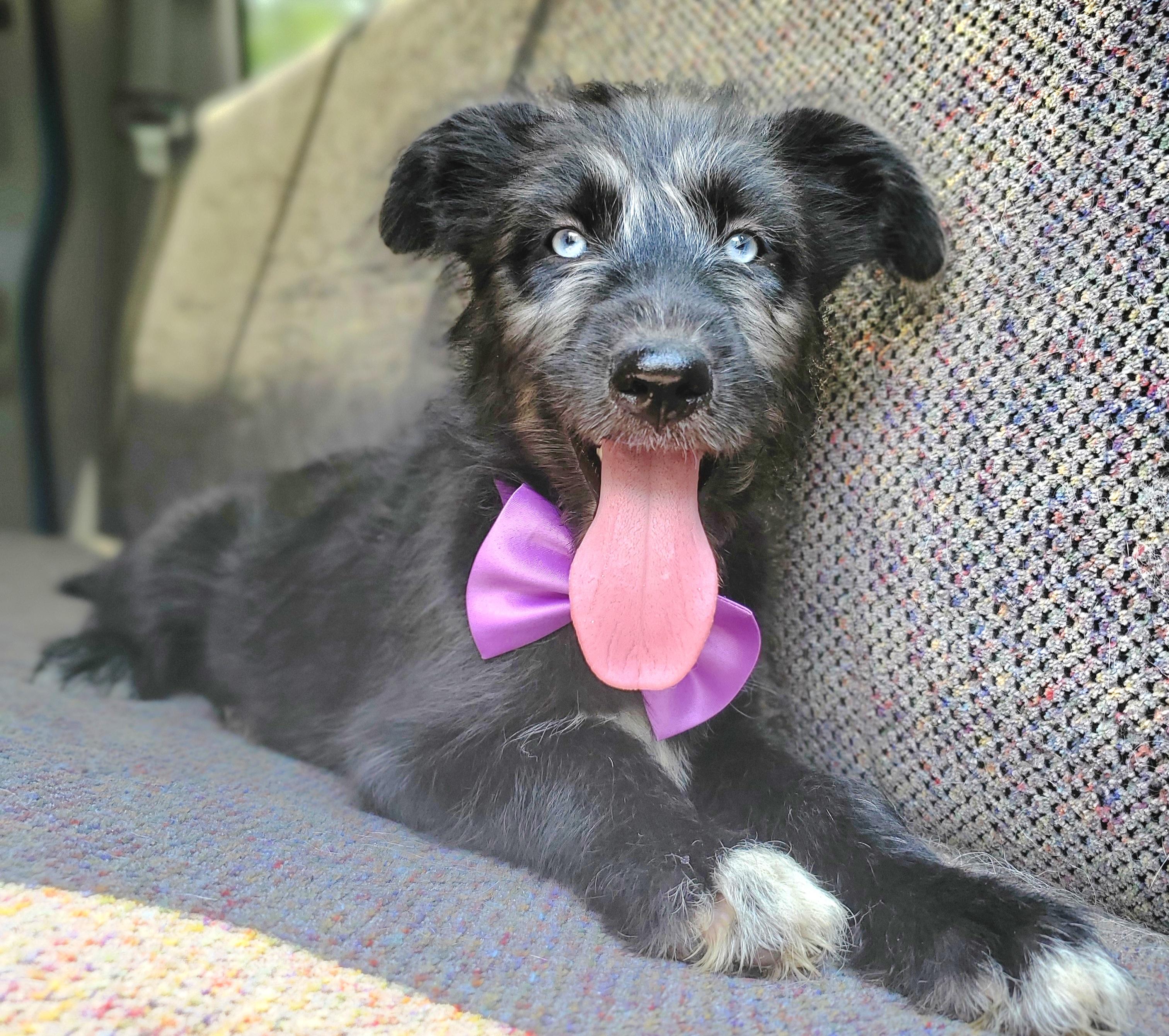 Enlarge Sienna, a Adoptable mixed breed in Atlanta , GA image 6/6