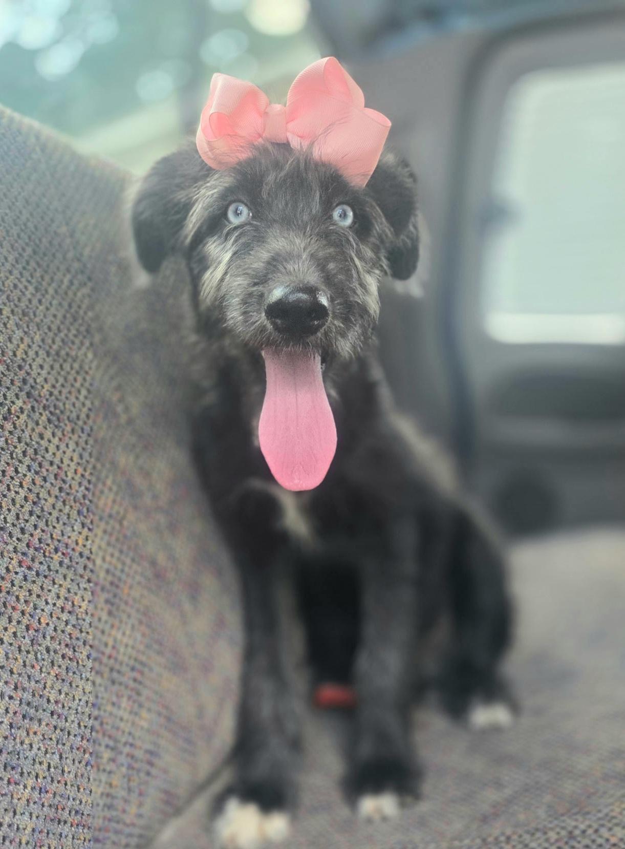 Sienna, a Adoptable mixed breed in Atlanta , GA image 6/6