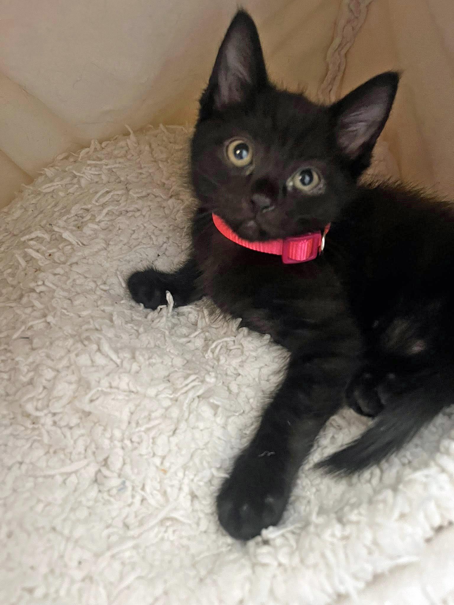 Gorgonzola, ADOPTABLE, Kitten Female Domestic Short Hair.