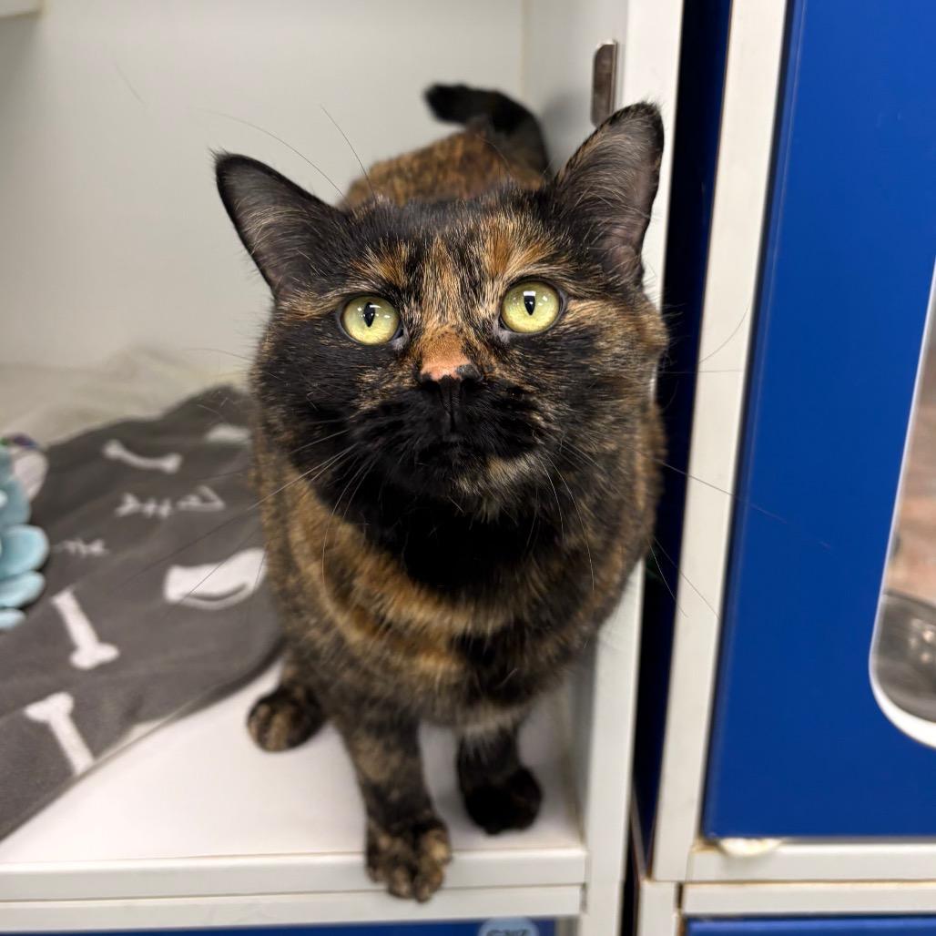 Enlarge Chica, a Adoptable Domestic Short Hair in Saskatoon, SK image 1/2