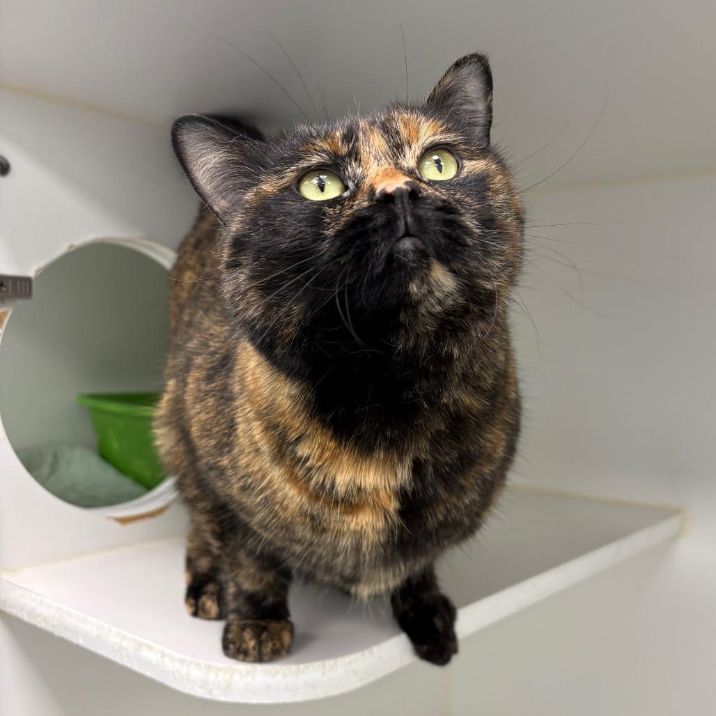 Enlarge Chica, a Adoptable Domestic Short Hair in Saskatoon, SK image 2/2