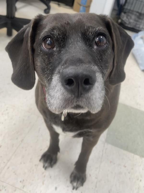 Stella, Adoptable, Senior Female Labrador Retriever & Dachshund.