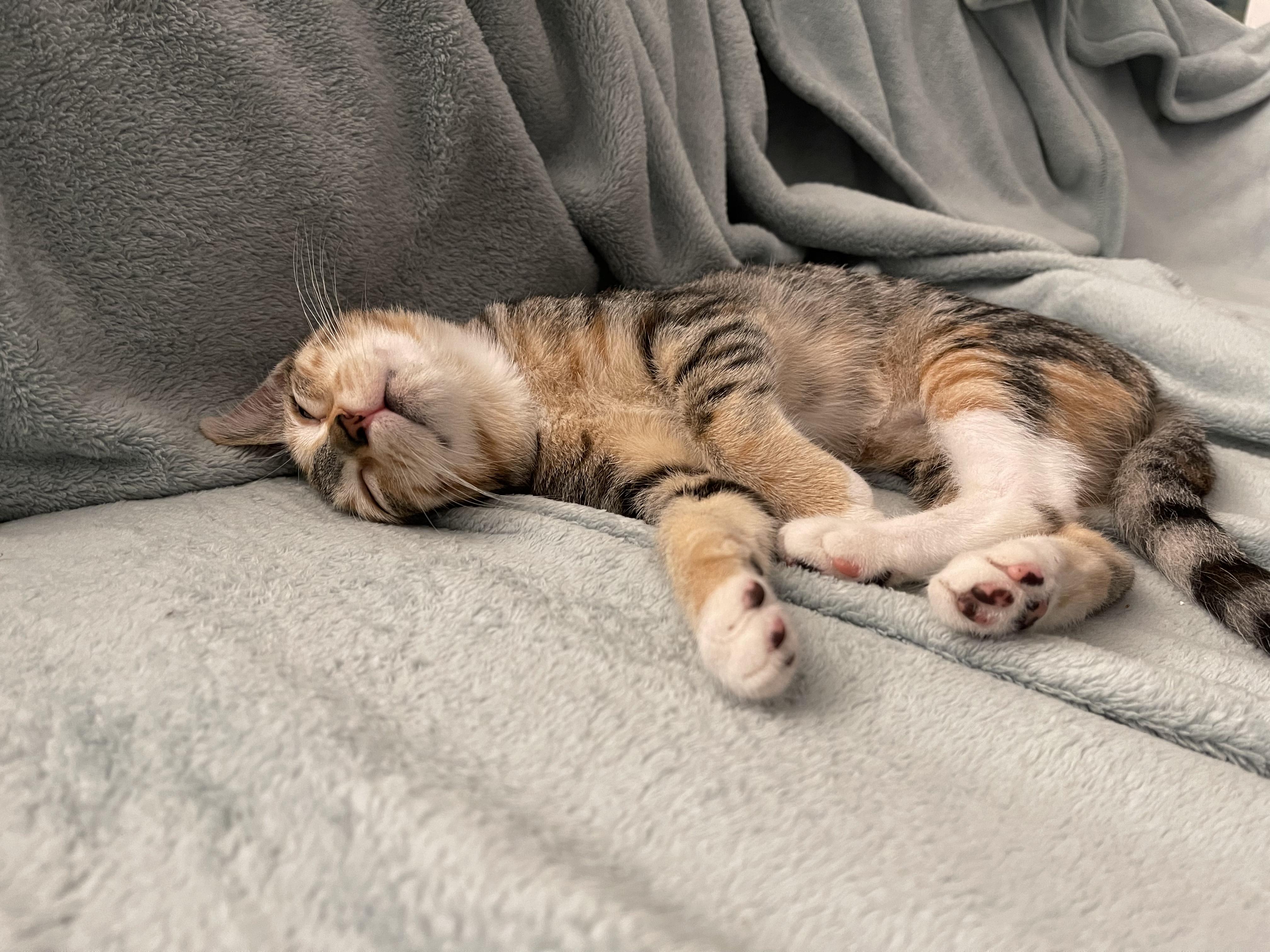 Enlarge Phineas (Bonded With Rouge), a Adopted mixed breed in San Francisco, CA image 1/6