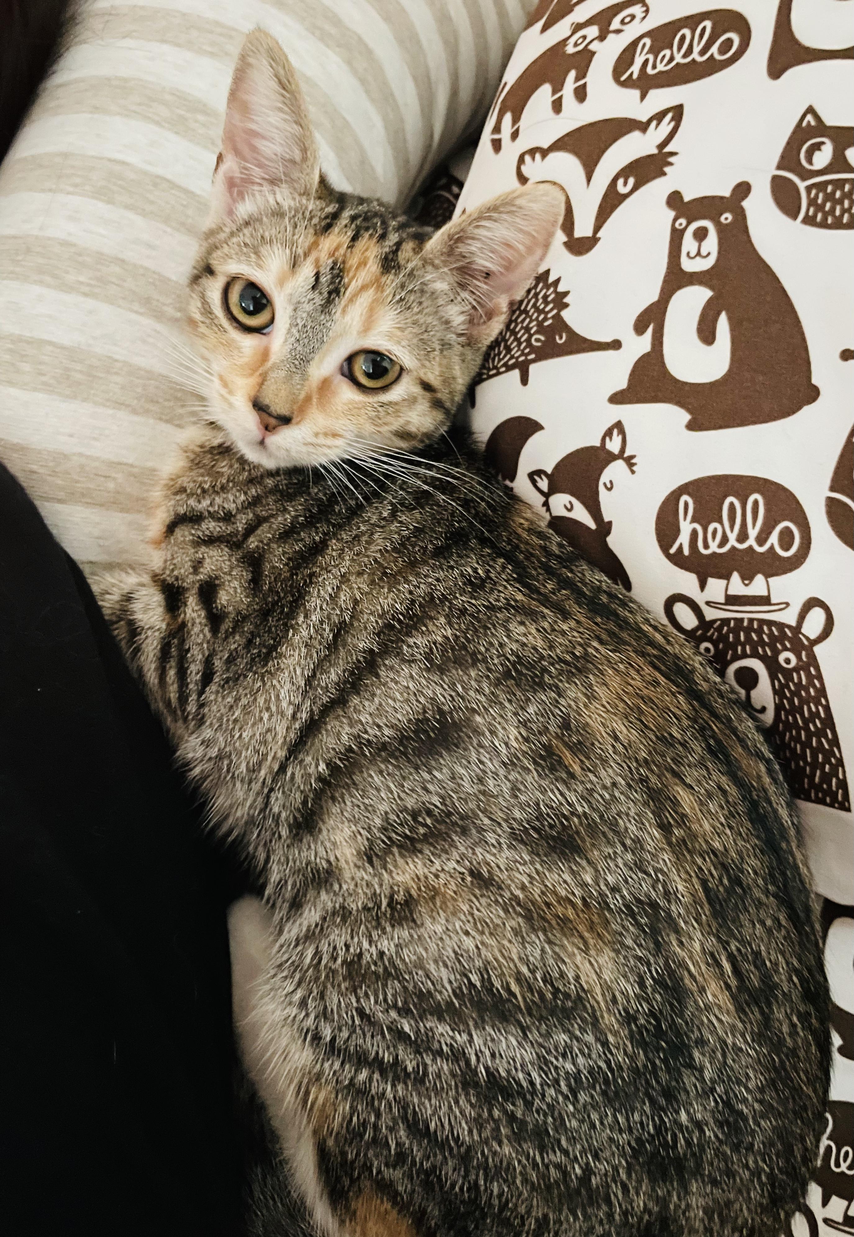 Enlarge Phineas (Bonded With Rouge), a Adopted mixed breed in San Francisco, CA image 2/6