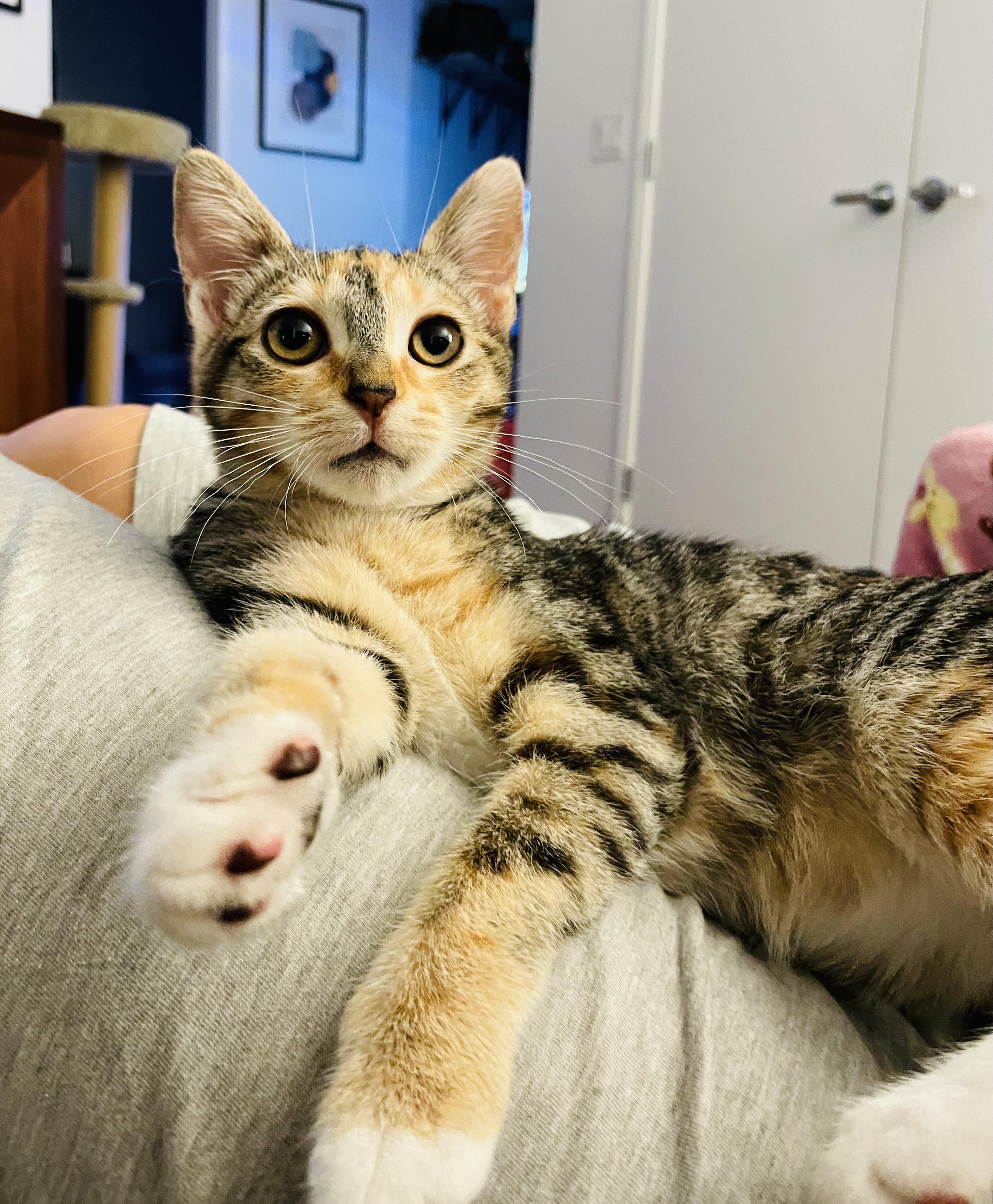 Enlarge Phineas (Bonded With Rouge), a Adopted mixed breed in San Francisco, CA image 3/6