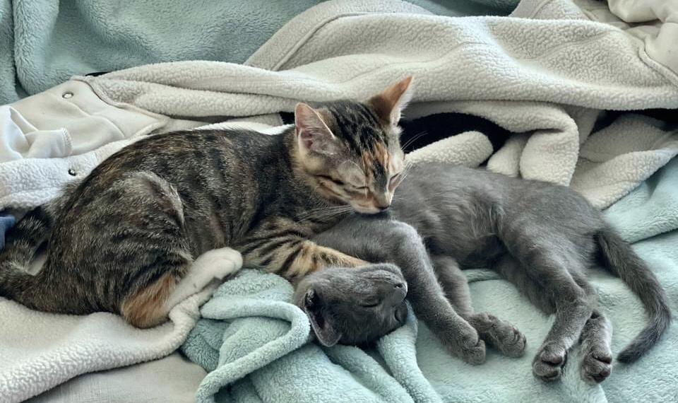 Enlarge Phineas (Bonded With Rouge), a Adopted mixed breed in San Francisco, CA image 4/6