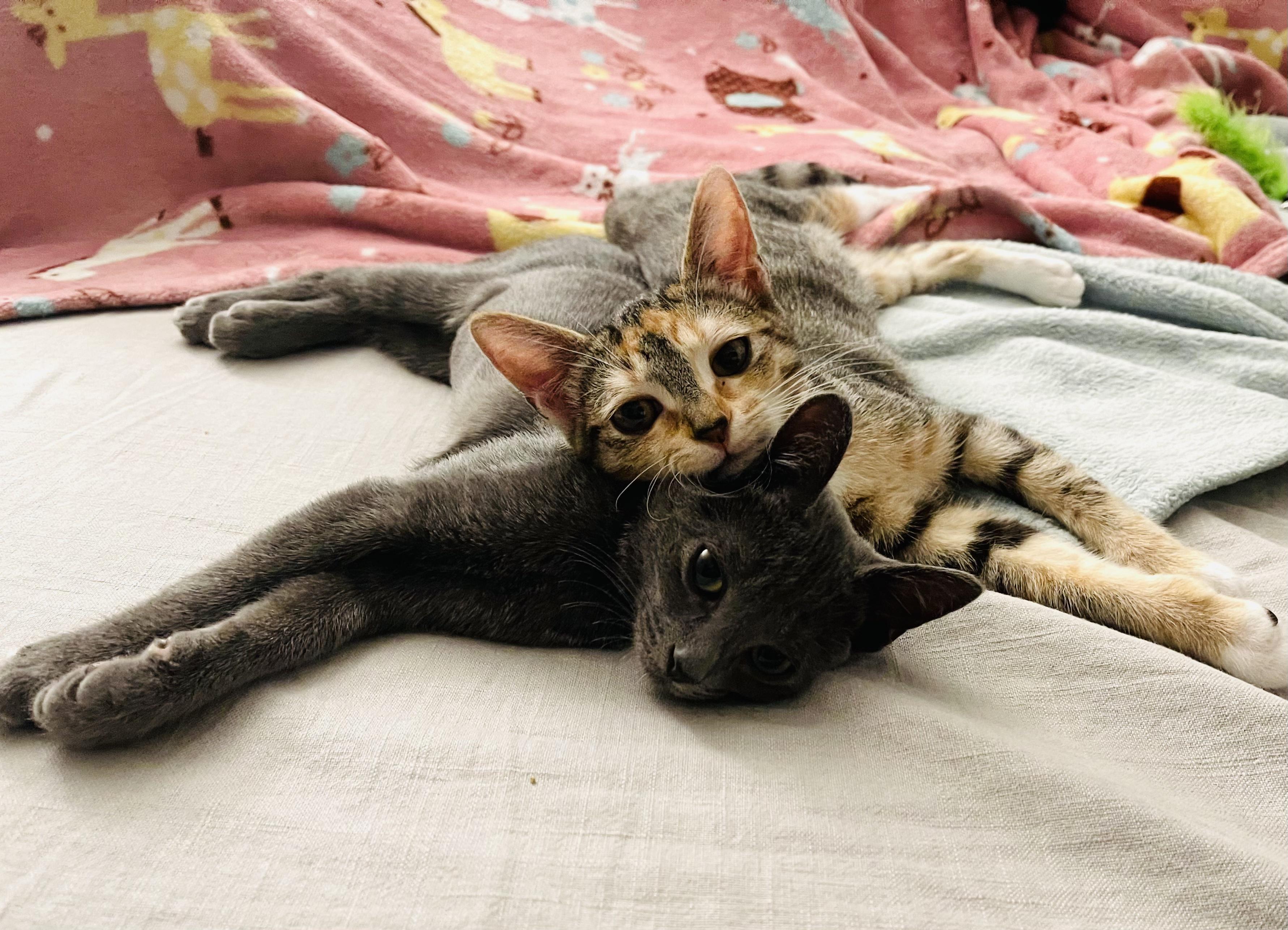 Enlarge Phineas (Bonded With Rouge), a Adopted mixed breed in San Francisco, CA image 5/6