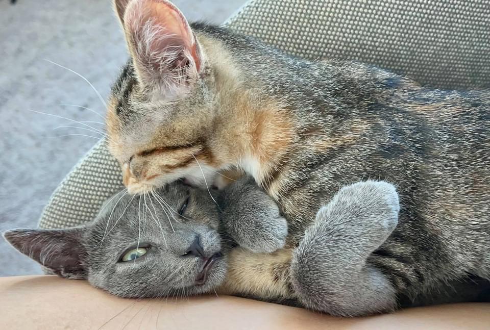 Enlarge Phineas (Bonded With Rouge), a Adopted mixed breed in San Francisco, CA image 6/6