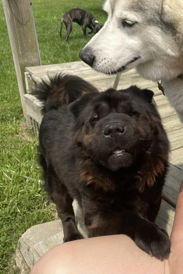 Myah, a Adoptable mixed breed in Indianapolis, IN image 3/6