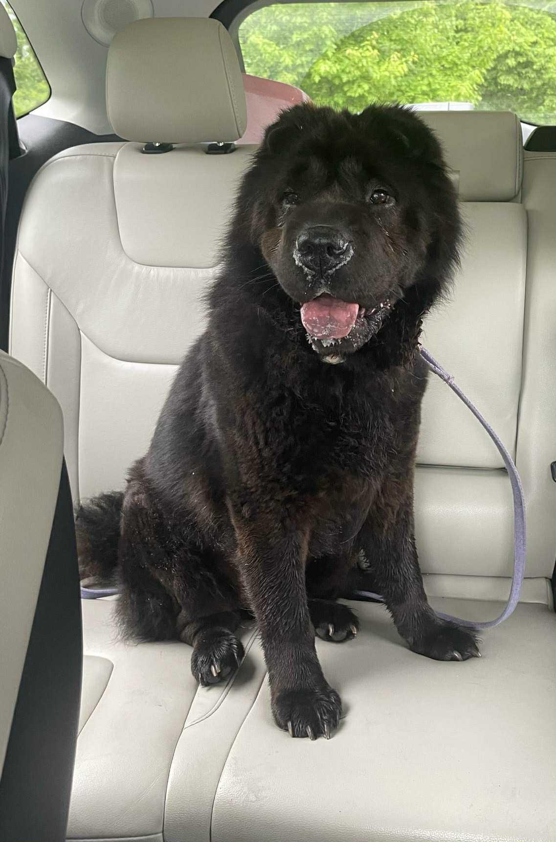 Myah, Adoptable, Adult Female Chow Chow.