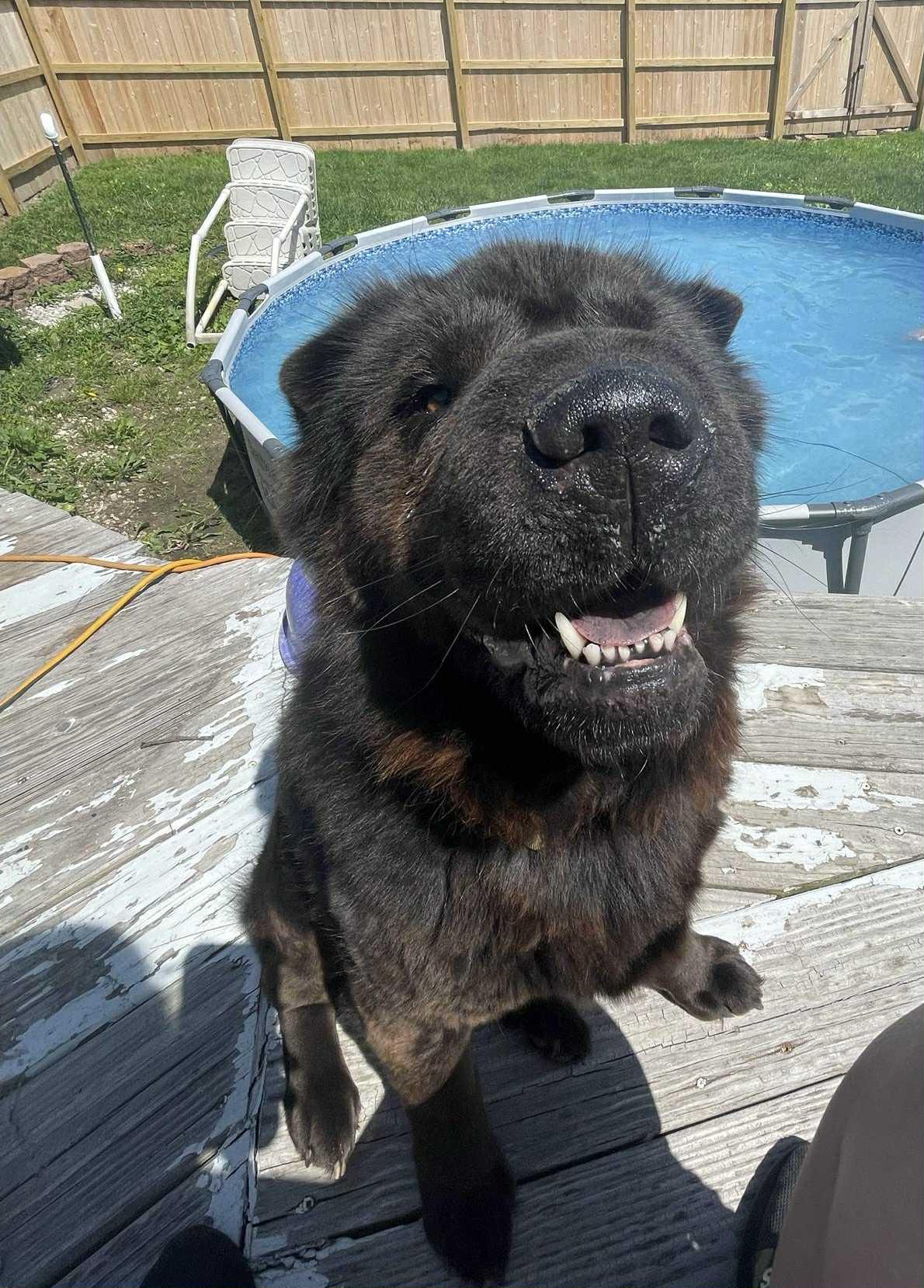 Myah, a Adoptable mixed breed in Indianapolis, IN image 5/6