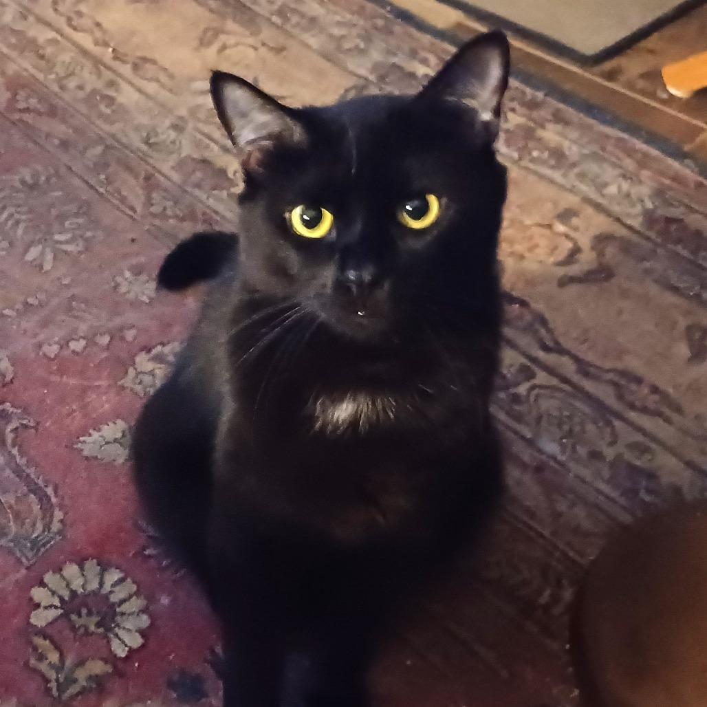 Humphrey, a Adoptable Domestic Short Hair in Charlottesville, VA image 1/4