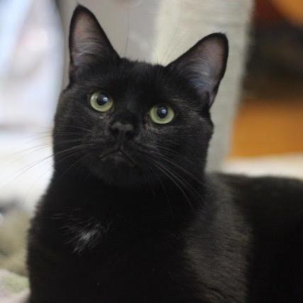 Humphrey, a Adoptable Domestic Short Hair in Charlottesville, VA image 3/4