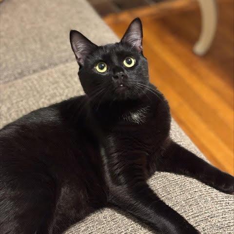 Humphrey, a Adoptable Domestic Short Hair in Charlottesville, VA image 3/4