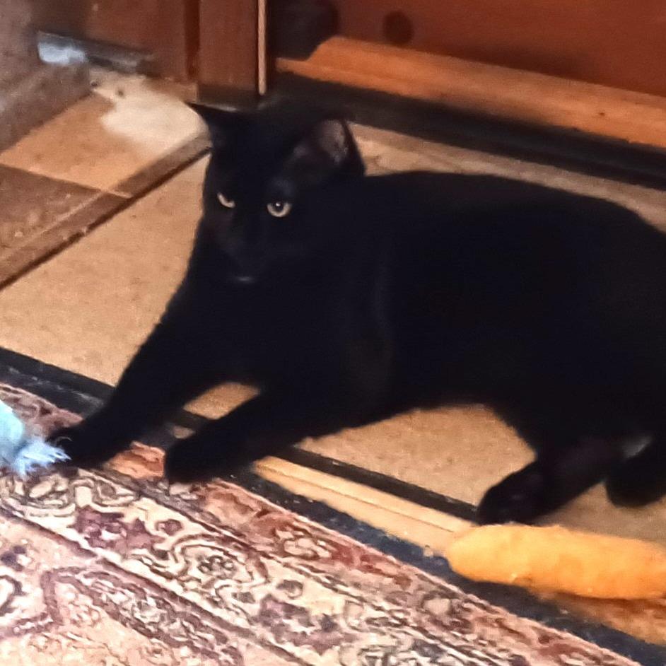 Humphrey, a Adoptable Domestic Short Hair in Charlottesville, VA image 4/4