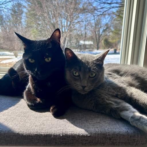 Enlarge Humphrey, a Adoptable Domestic Short Hair in Charlottesville, VA image 5/5