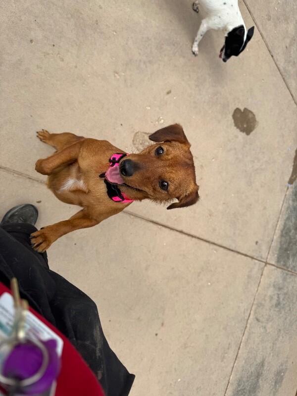Sassy, Adoptable, Adult Female Mixed Breed.