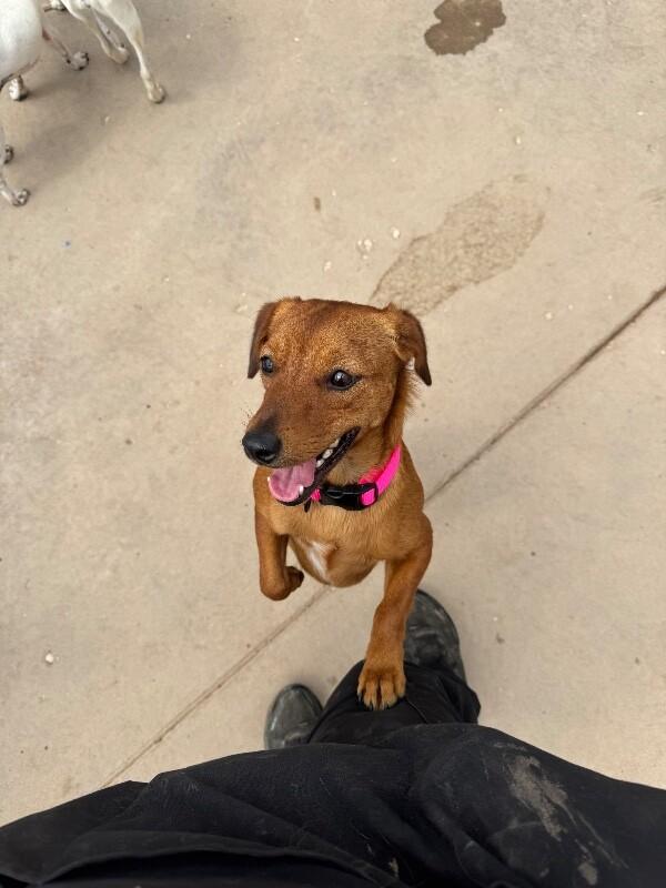 Sassy, a Adoptable Mixed Breed in Hobbs, NM image 2/5
