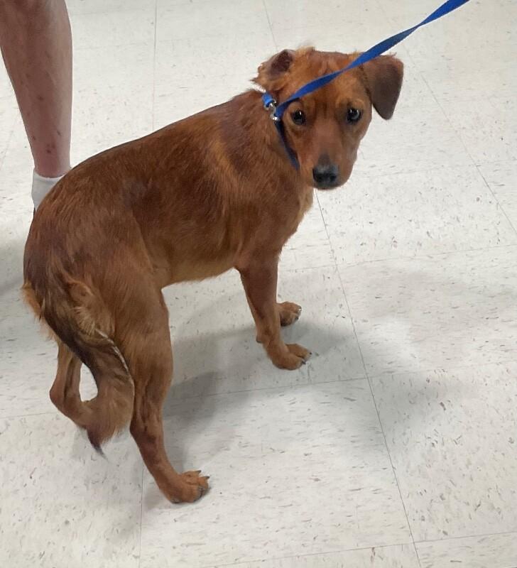 Sassy, a Adoptable Mixed Breed in Hobbs, NM image 3/5