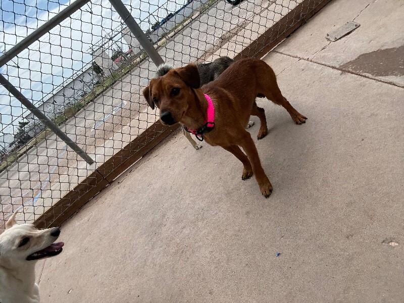 Sassy, a Adoptable Mixed Breed in Hobbs, NM image 4/5