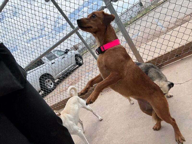 Sassy, a Adoptable Mixed Breed in Hobbs, NM image 5/5