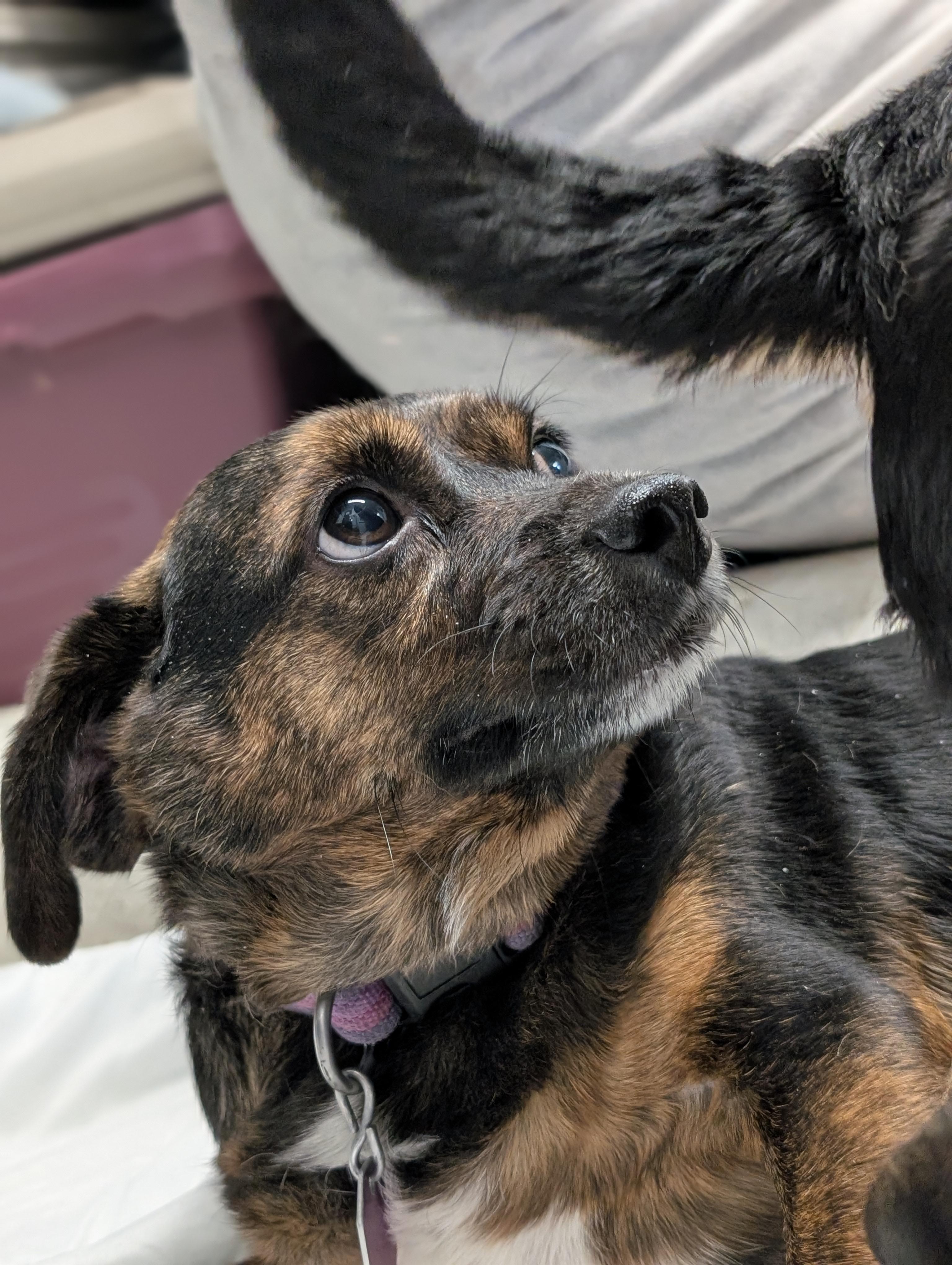 Enlarge Buddy, an adopted mixed breed in Tilton, IL image 5/6