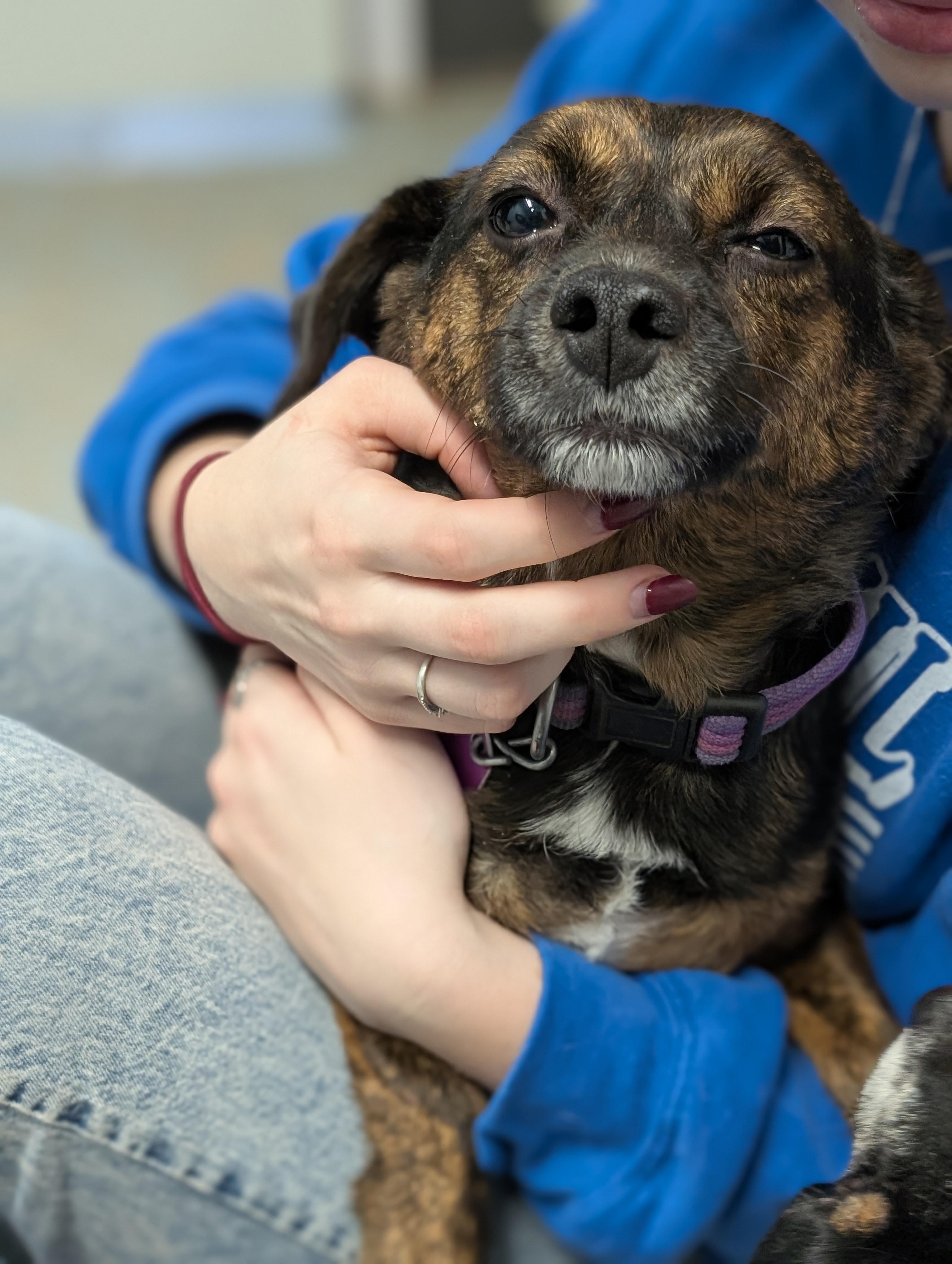Enlarge Buddy, an adopted mixed breed in Tilton, IL image 4/6