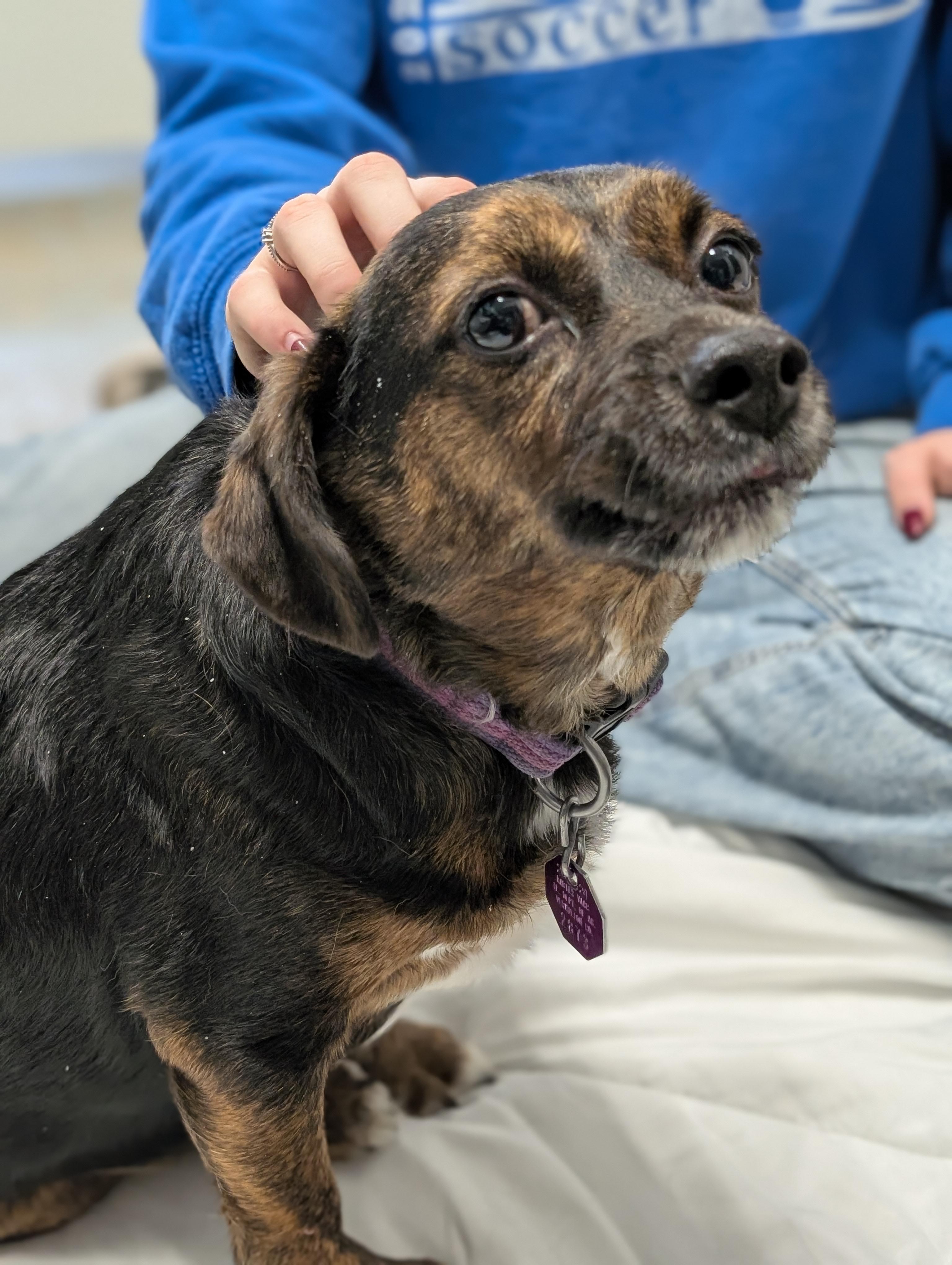 Enlarge Buddy, an adopted mixed breed in Tilton, IL image 1/6