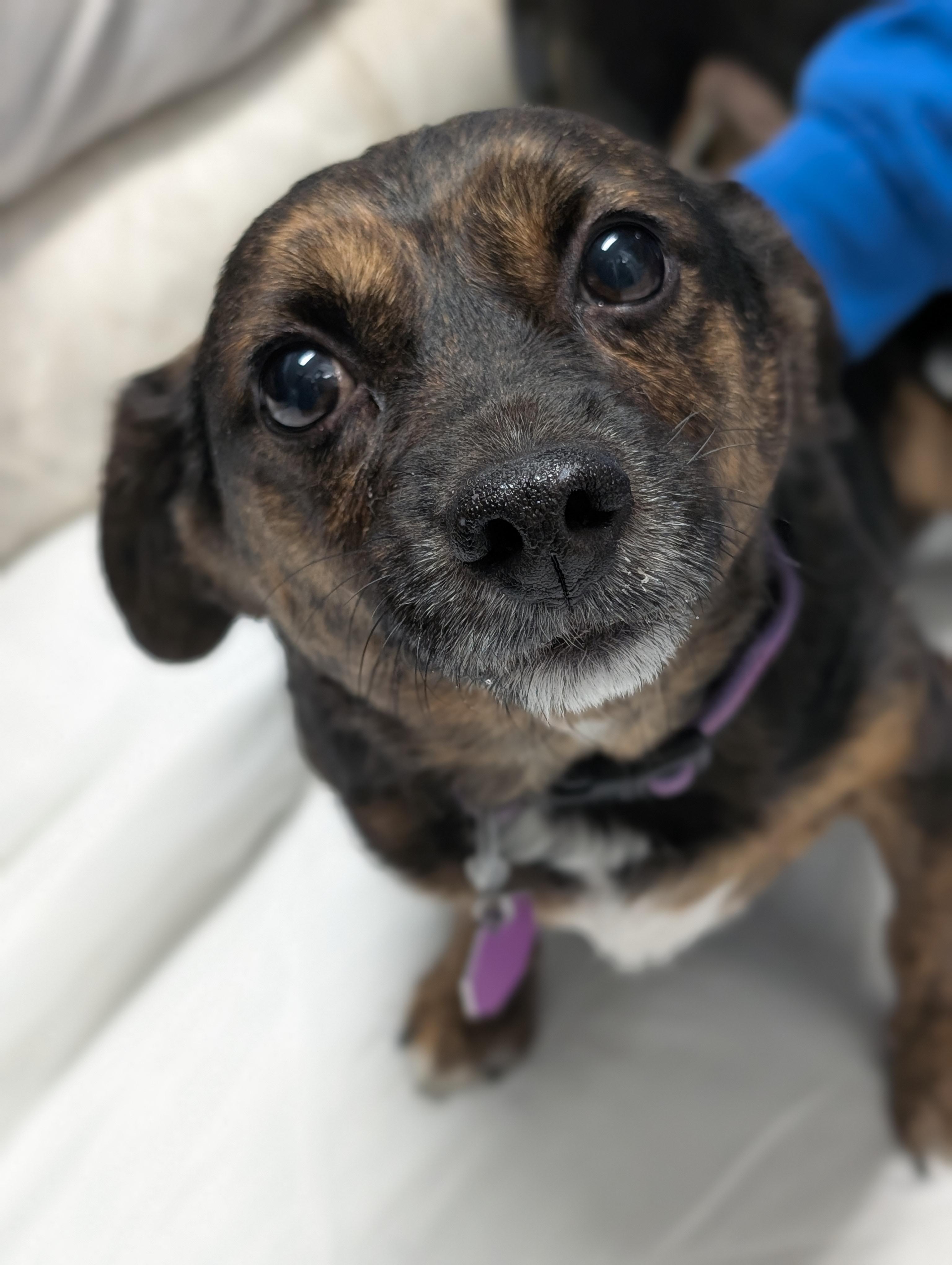 Enlarge Buddy, an adopted mixed breed in Tilton, IL image 6/6